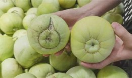 甜瓜最新大爆料,最新大爆料背后的惊人真相