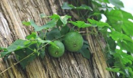 甜瓜最新大爆料,最新大爆料背后的惊人真相